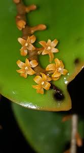 Image result for Chamaeangis