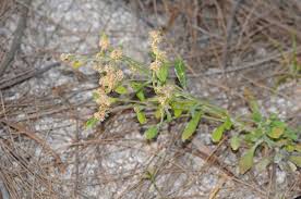 Image result for Gnaphalium polycaulon