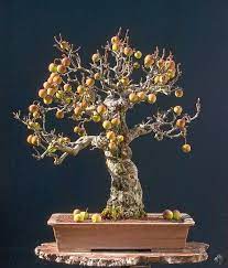 walter pall bonsai bonsai tree one tree