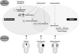 Menstruation Science And Society Sciencedirect