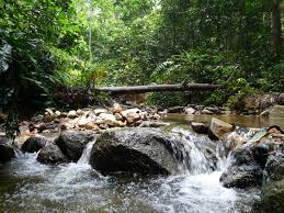 How big is the frim forest in malaysia? Recommended Tour Templer S Park Waterfall And Forest Research Institute Malaysia Hotel Reservation Com My