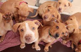 Maybe you would like to learn more about one of these? Pitbull Puppy Adoption Best Friends Animal Society