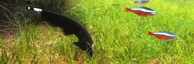 Black Ghost Knifefish Care Diet Breeding Aquarium Info