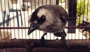 Download 6 Suara Burung Trucuk Gacor Mantap Suara Burung Trucukan Burung