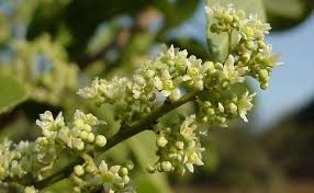 Image result for Gymnosporia glaucophylla