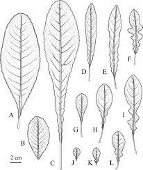 Image result for Elytraria