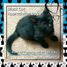 History, top tweets, 2021 date, facts, calendar, things to do and count down. Sweet Purrfections Black Cat Appreciation Day