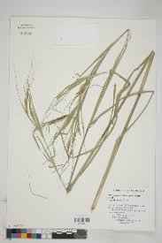 Image result for Heteropogon melanocarpus