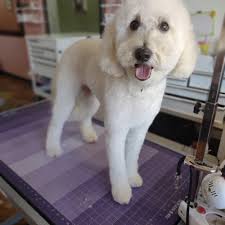 TOP 10 BEST Golden Retriever Grooming in Mesa, AZ