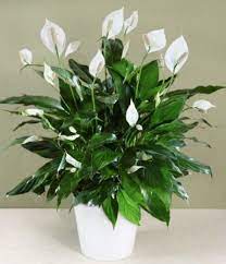 How To Care For A Peace Lily Plant Lily Plants Peace Lily Plant Peace Lily Plant Care
