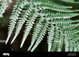 Image result for Pityrogramma
