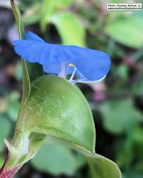 Image result for Commelina capitata