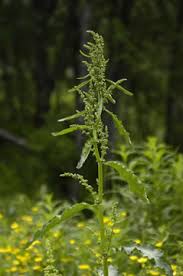 Image result for Rumex