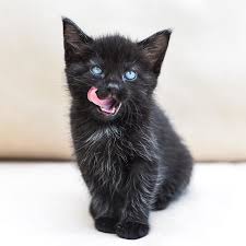 Instagram Photo By Hannah Shaw May 9 2016 At 11 33am Utc Black Kitten Cats And Kittens Cute Cats