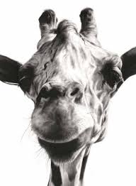 Black And White Images Of Animals Giraffe Print Giraffe Oil Painting Black And White Animal Etsy Giraffe Giraffe Painting Watercolor Paintings Of Animals