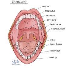 Squamous Papilloma Of The Oral Cavity Mypathologyreport Ca
