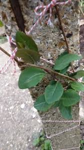 Honeysuckles that develop yellow leaves could be suffering from nutrient deficiency. Why Are My Newly Planted Honeysuckle Leaves Turning Purple Brown Gardening Landscaping Stack Exchange