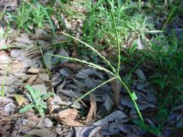 Image result for Digitaria calcarata