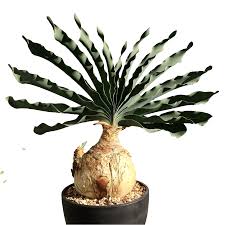 Image result for Boophone