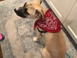 Volunteers foster all animals in their homes until adopted. Pets For Adoption At South Charlotte Dog Rescue In Waxhaw Nc Petfinder