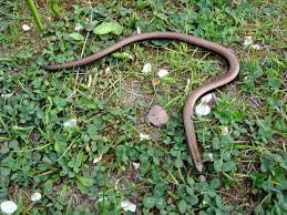 Auch ich würde mich über derartige natur im garten freuen. Blindschleiche Im Garten Foto Bild Tiere Wildlife Amphibien Reptilien Bilder Auf Fotocommunity