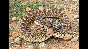 However, but there's little to fear because they are nonvenomous. The Amazing Hissing Bullsnake Sounds Just Like A Rattlesnake Youtube