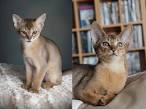 9 Of The Oldest Cat Breeds Still Around Today - Cole ...