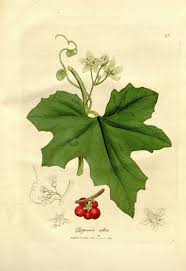 Image result for Eureiandra sp. A