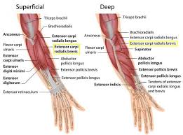 At first you would think this as a hindrance, but actually most of the time you could use these names as clues to help you learn the shape of the muscles, their locations and what they do. Tennis Elbow What Is It Do You Have It And How Do You Treat It Forearm Muscles Muscle Anatomy Forearm Muscle Anatomy