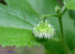 Image result for Tragia rupestris