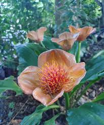 Image result for Scadoxus membranaceus