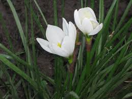 Image result for Zephyranthes candida