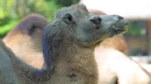 48978113 these pictures of this page are about:what do camels eat. Bactrian Camel Stock Videos Royalty Free Bactrian Camel Footage Depositphotos
