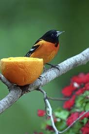 Birds Blooms Magazine Review Feeding Birds With Oranges Birds And Blooms Bird Feeders Backyard Birds Pet Birds