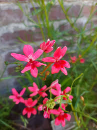 Image result for Freesia laxa