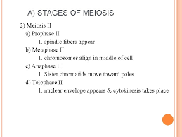 Meiosis worksheet answer key meiosis phase worksheet answer key. What Are The 5 Stages Of Meiosis 2