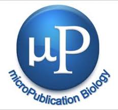 Image result for Phacelurus gabonensis