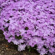 Subulata, are both perennials originating from north america, and both are firm favorites among gardeners. Phlox Subulata Pink Sparkles Pp33276 Cpbraf Walters Gardens Inc