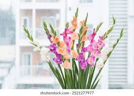 Image result for Gladiolus decoratus