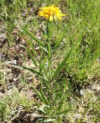 Image result for Pascalia glauca