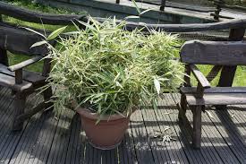 Check spelling or type a new query. Potted Bamboo Top Tips Gaining Control