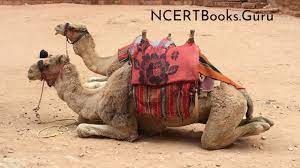 Camel is really important to us. 10 Lines On Camel For Students And Children In English Ncert Books