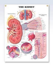 The Kidney 20x26 Anatomy Poster Holisticmedicine Kidney Anatomy Anatomy And Physiology Human Kidney