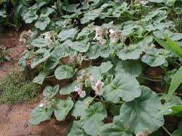 Image result for Nesogenaceae