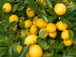 Yaz günlerinin keyfini çıkarmanın en iyi yollarından biri açık havada oturmak, güneş ışınlarının size dokunmasına izin vermek ve buz gibi bir limonata içmektir. Limon Nasil Yetistirilir Puf Noktalari Yesil Parmak
