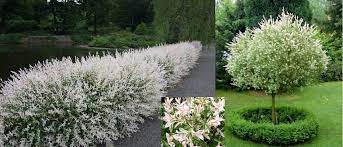 Check spelling or type a new query. Complete Growing Info Hakuro Nishiki Dappled Willow Dappled Willow Tree Dappled Willow Hedge Plants