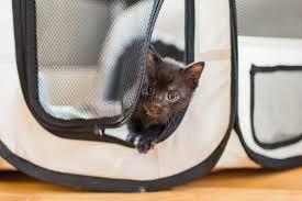 Learn to detect worms in cats and how to effectively treat your kitty with cat dewormer and cat worm medicine. Supplies Kitten Lady
