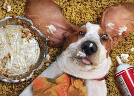 Pet stores open on thanksgiving. 10 Things To Be Thankful For This Thanksgiving Dog Blog Dogue