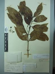 Image result for Aidia