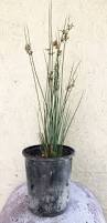 Image result for Juncus